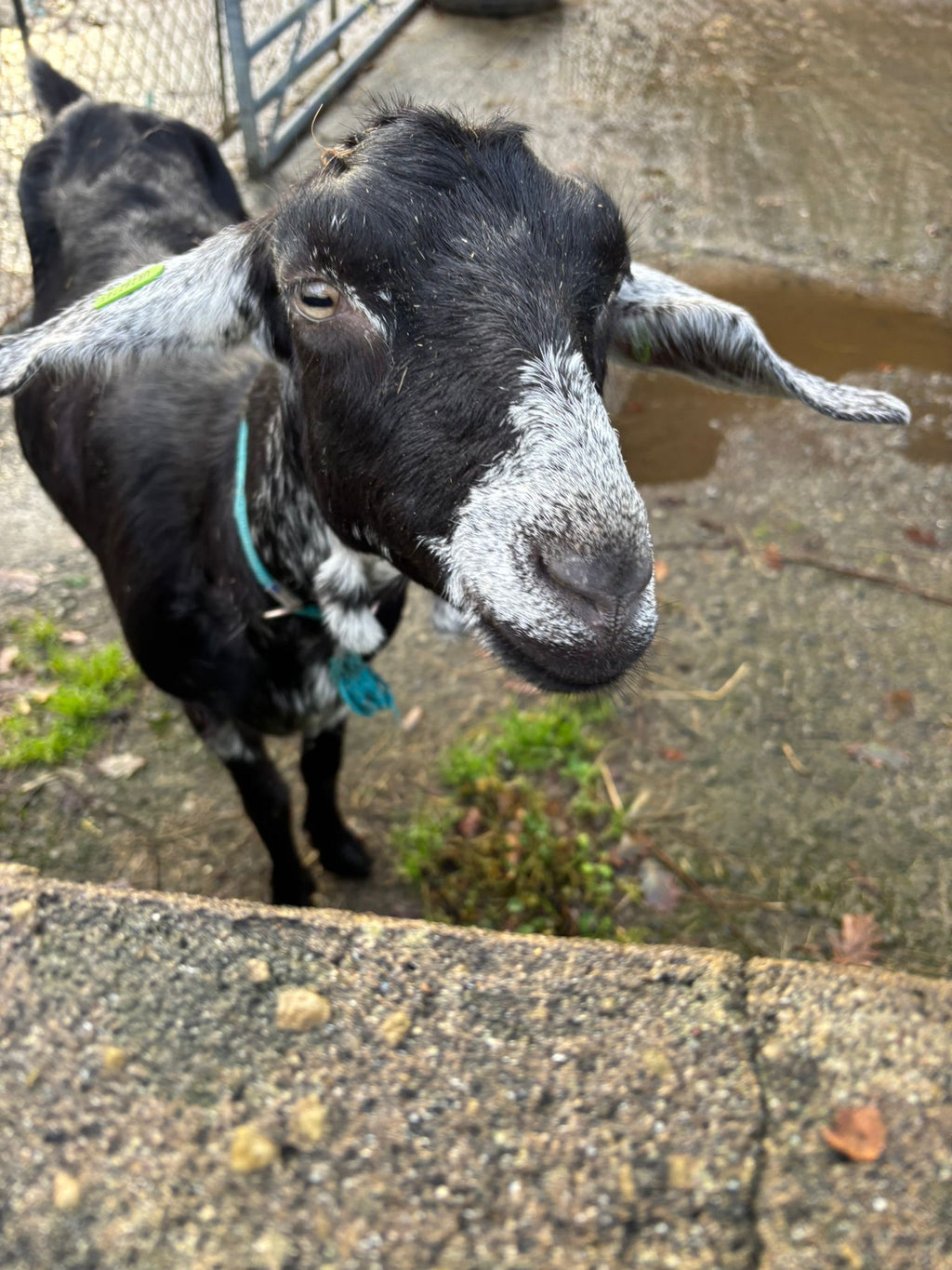 Adopt a Goat – Farm Friend