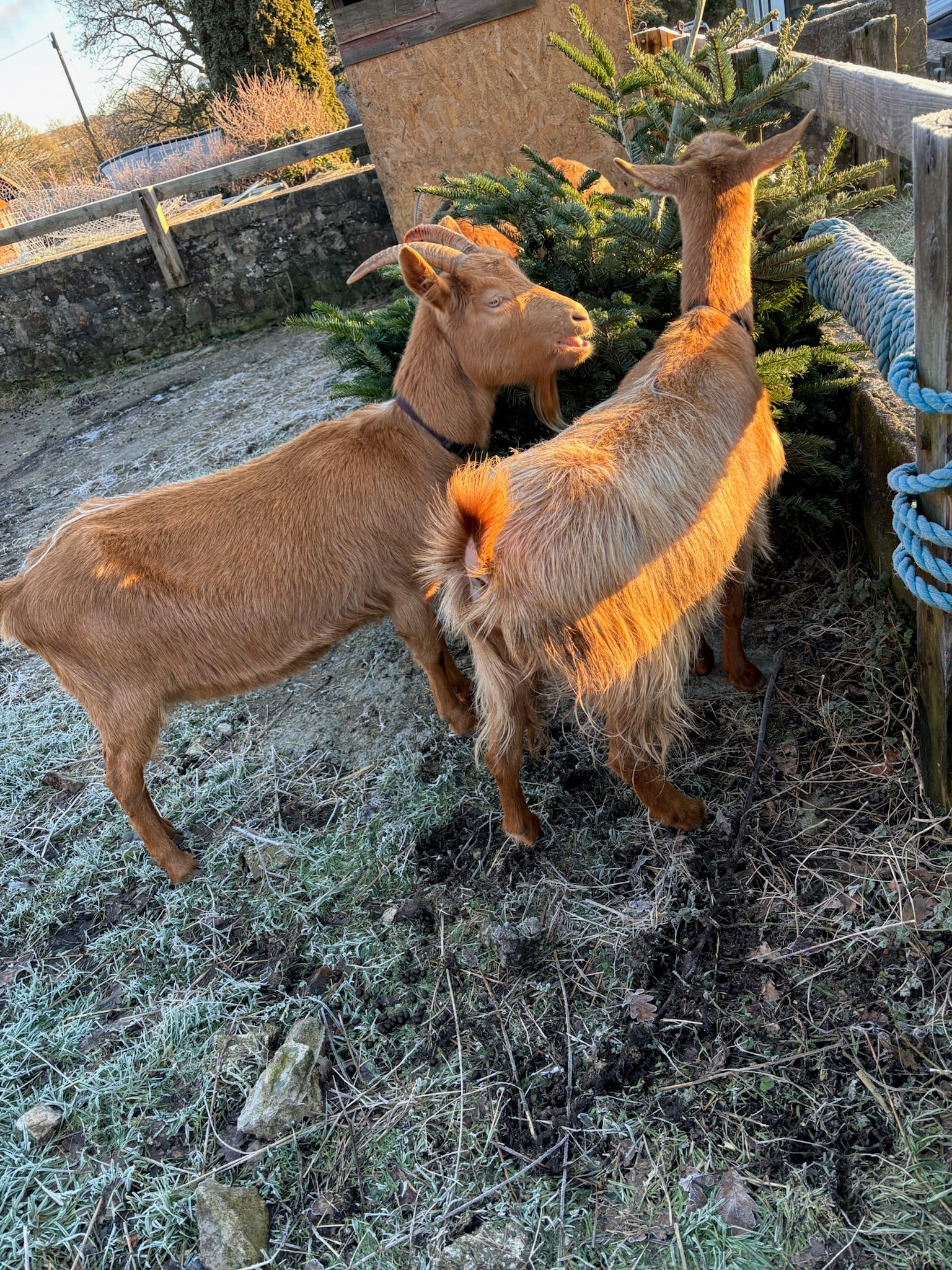 Adopt a Goat – Herd Companion