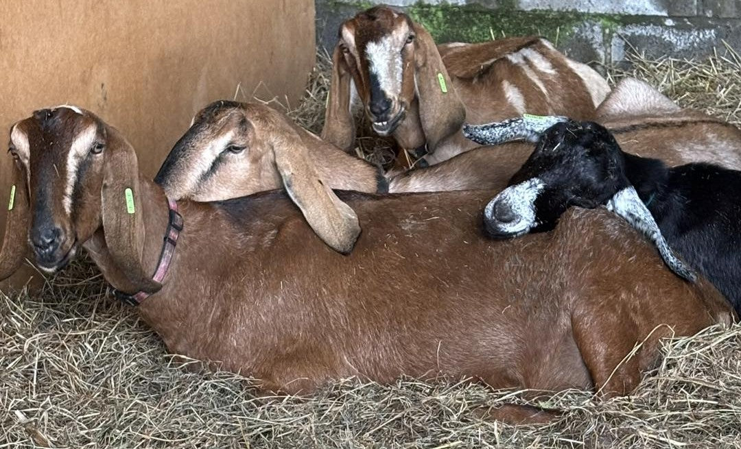 Adopt a Goat – Farm Friend