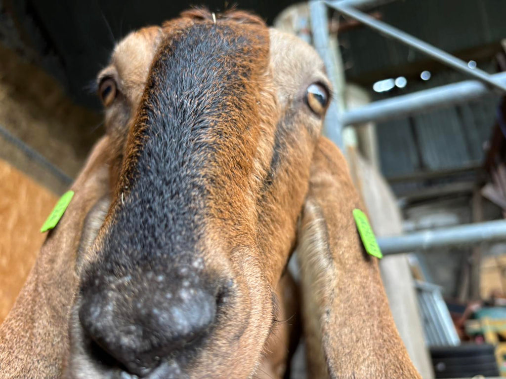 Adopt a Goat – Farm Friend