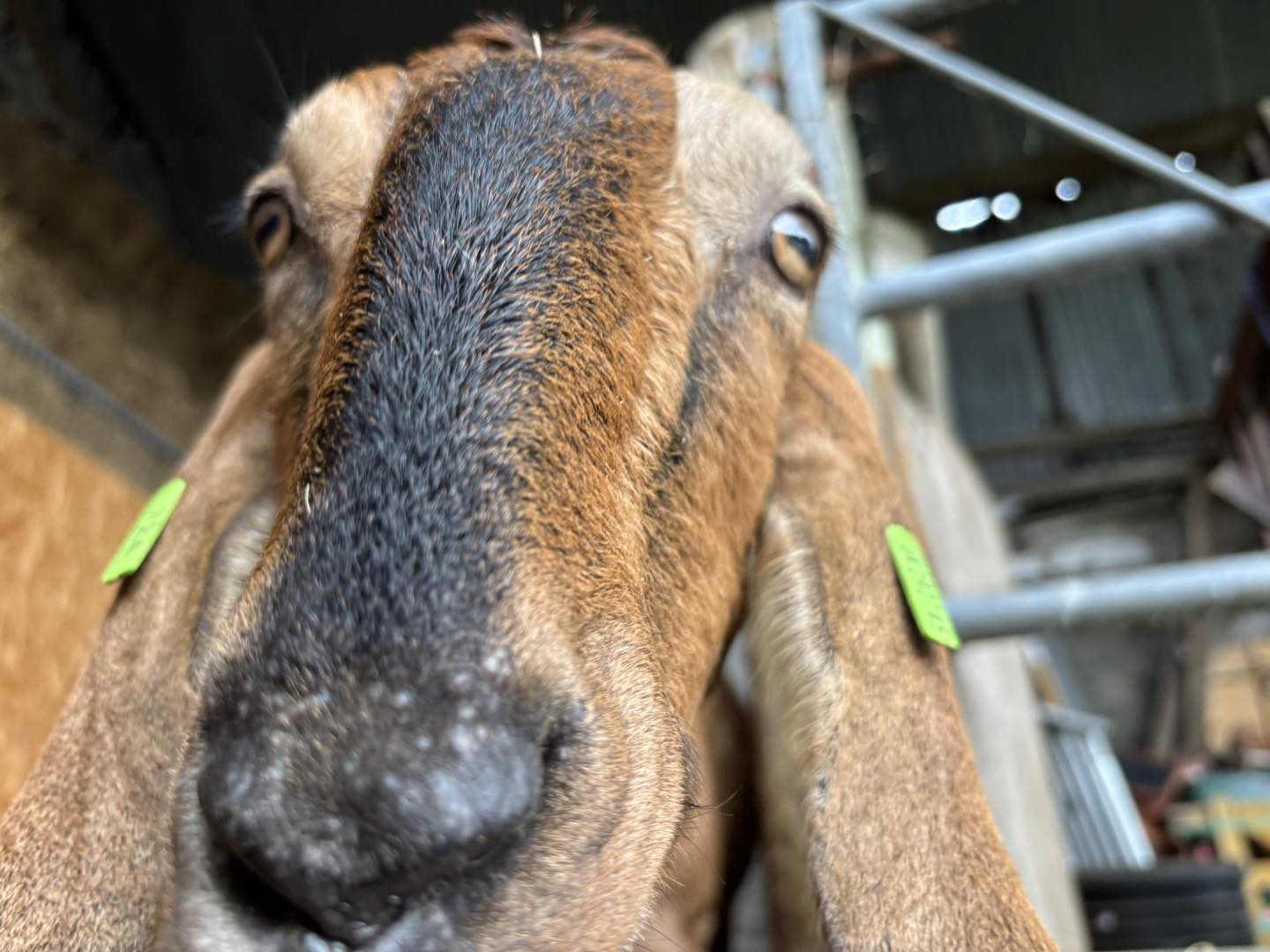 Adopt a Goat – Farm Friend
