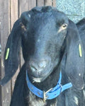 Adopt a Goat – Farm Friend
