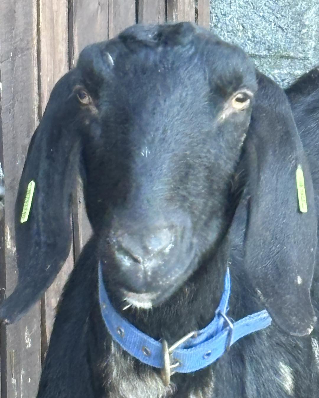 Adopt a Goat – Farm Friend