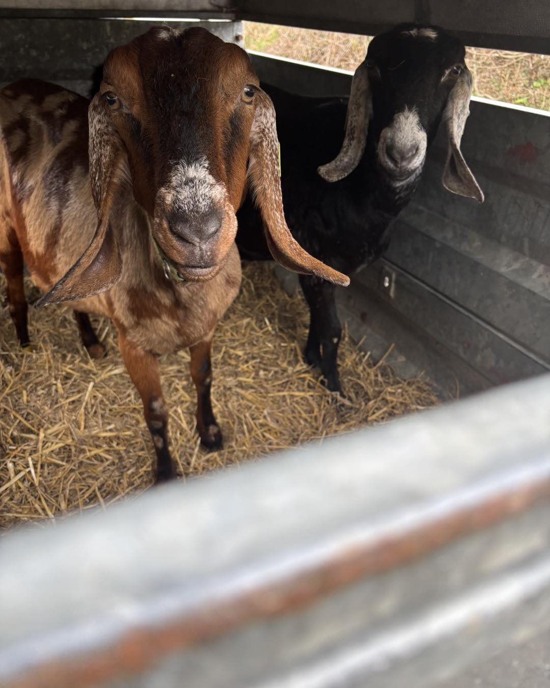 Adopt a Goat – Herd Companion