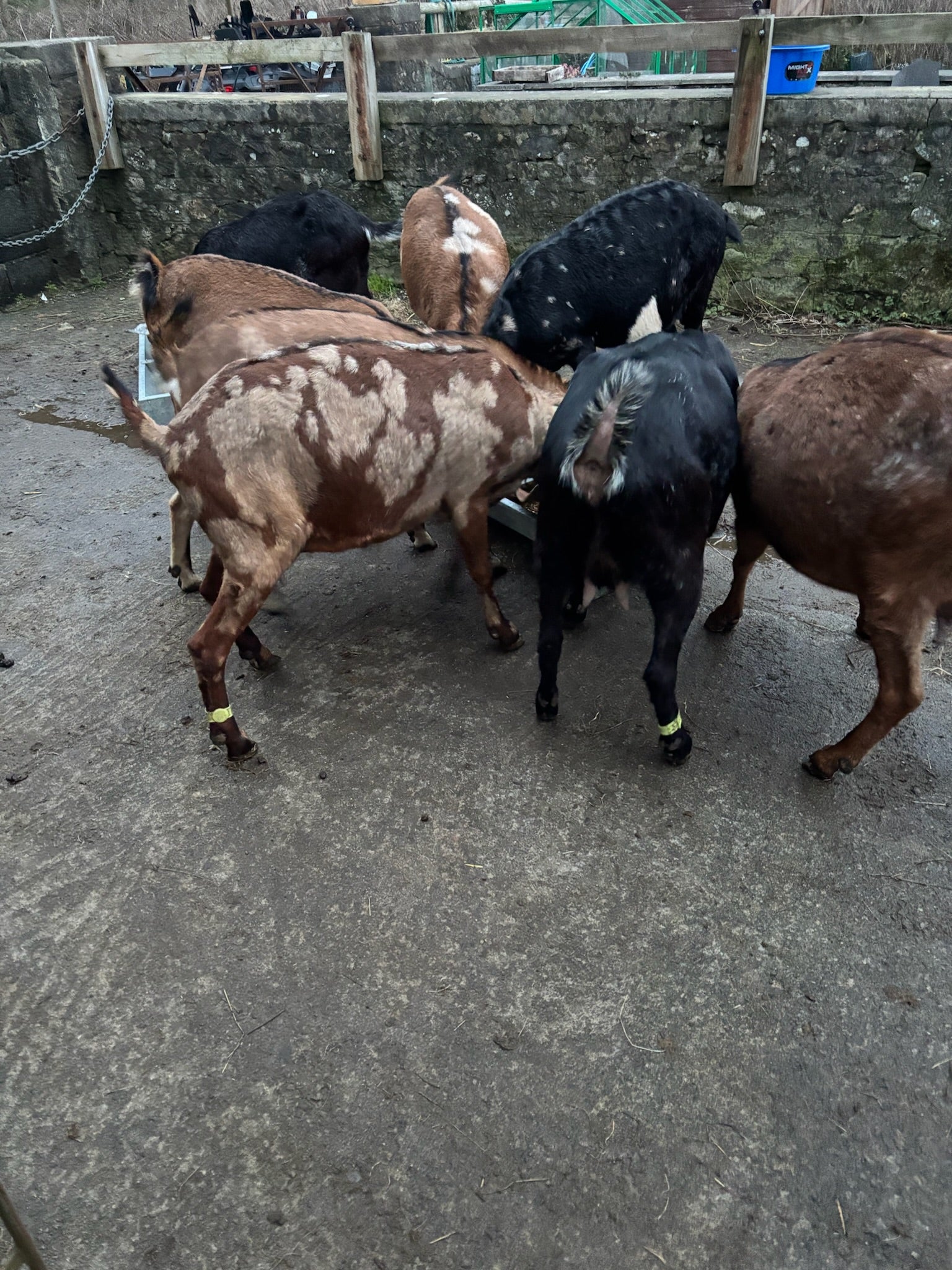 Adopt a Goat – Herd Companion