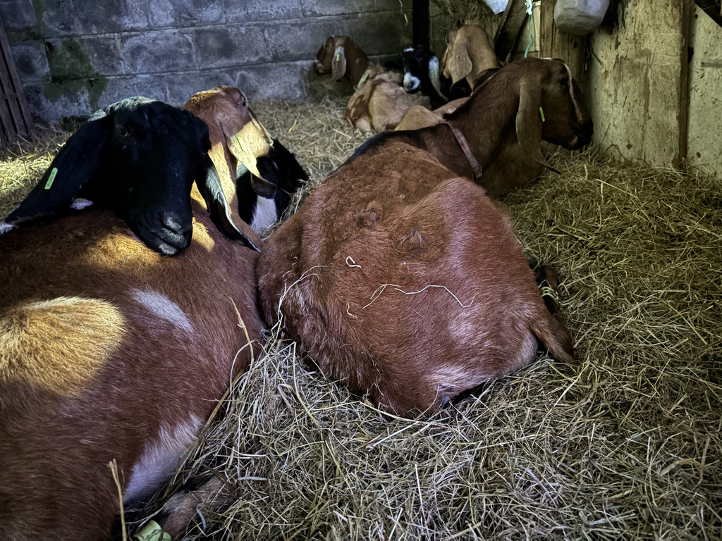 Adopt a Goat – Herd Companion