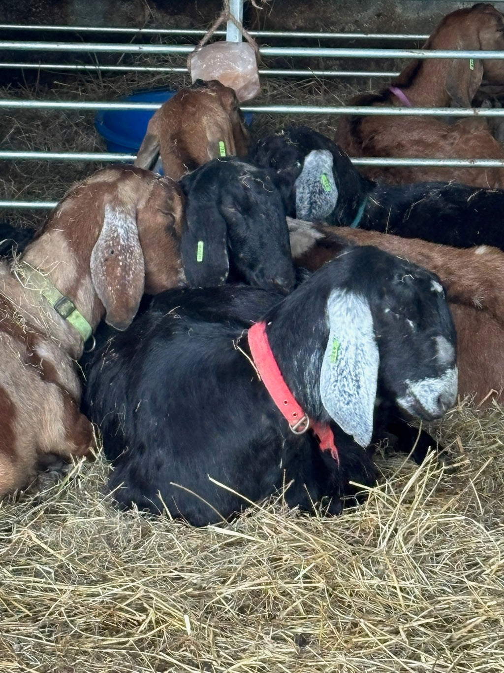 Adopt a Goat – Herd Companion