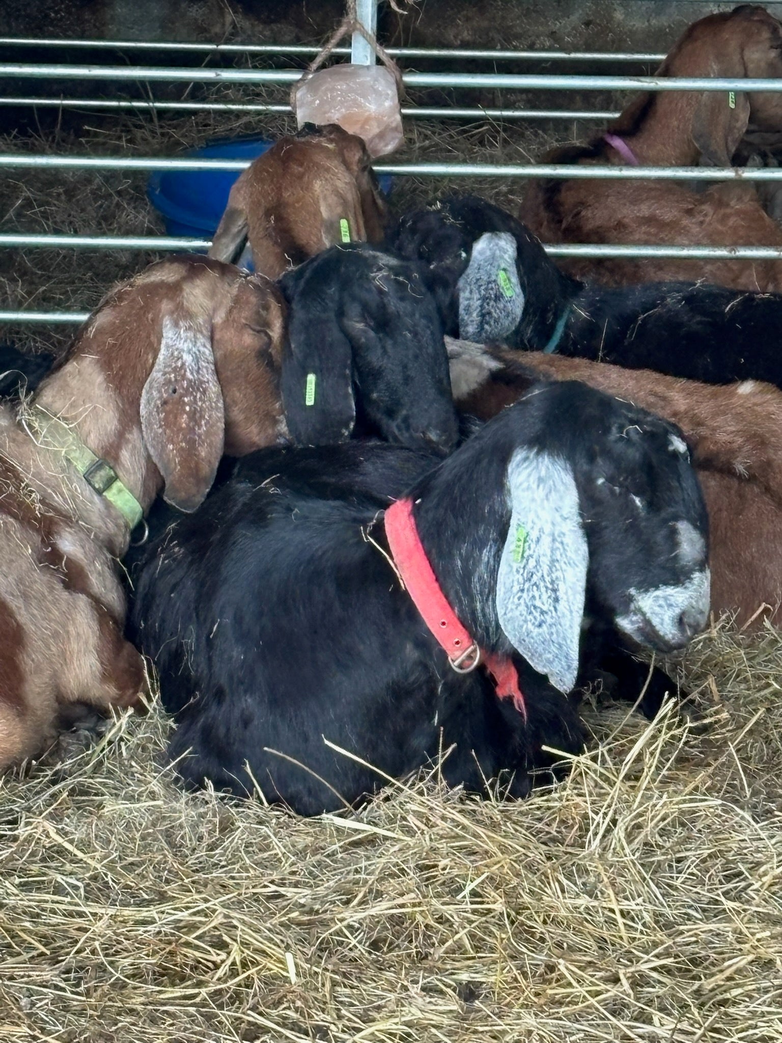 Adopt a Goat – Herd Companion