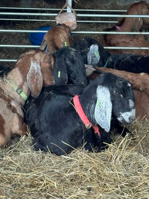 Adopt a Goat – Herd Companion