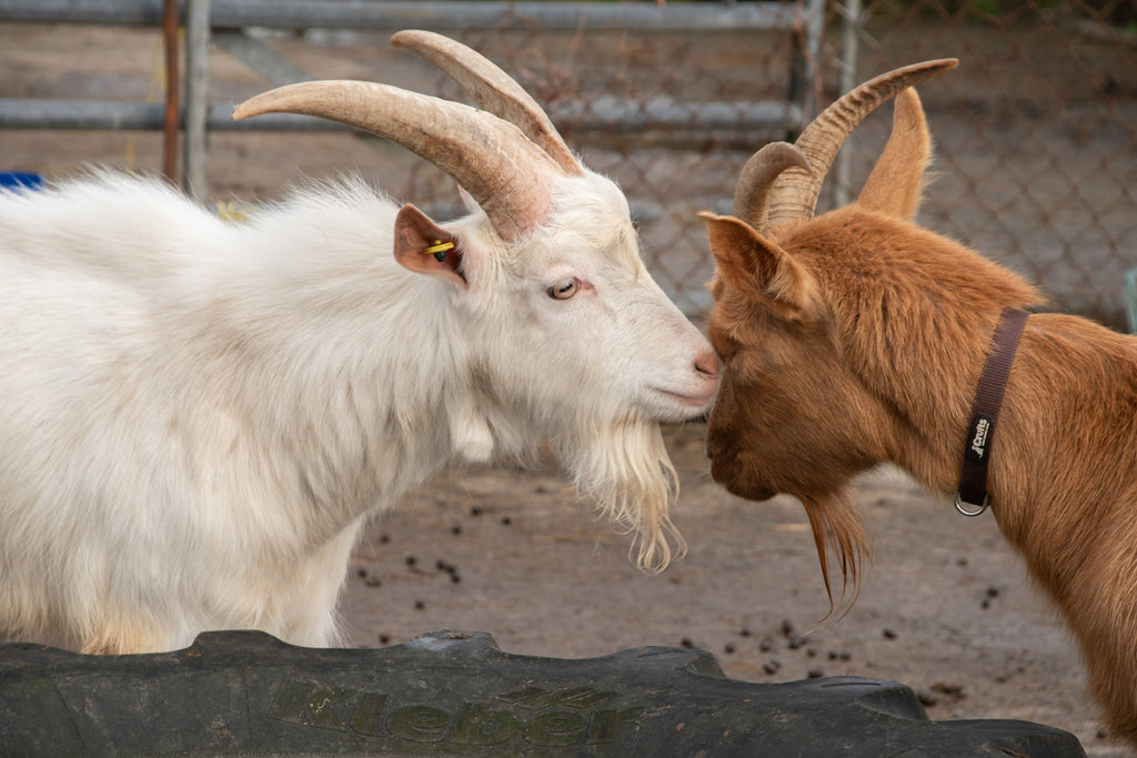 Adopt a Goat – Herd Companion