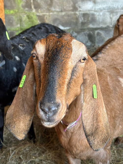 Adopt a Goat – Herd Companion