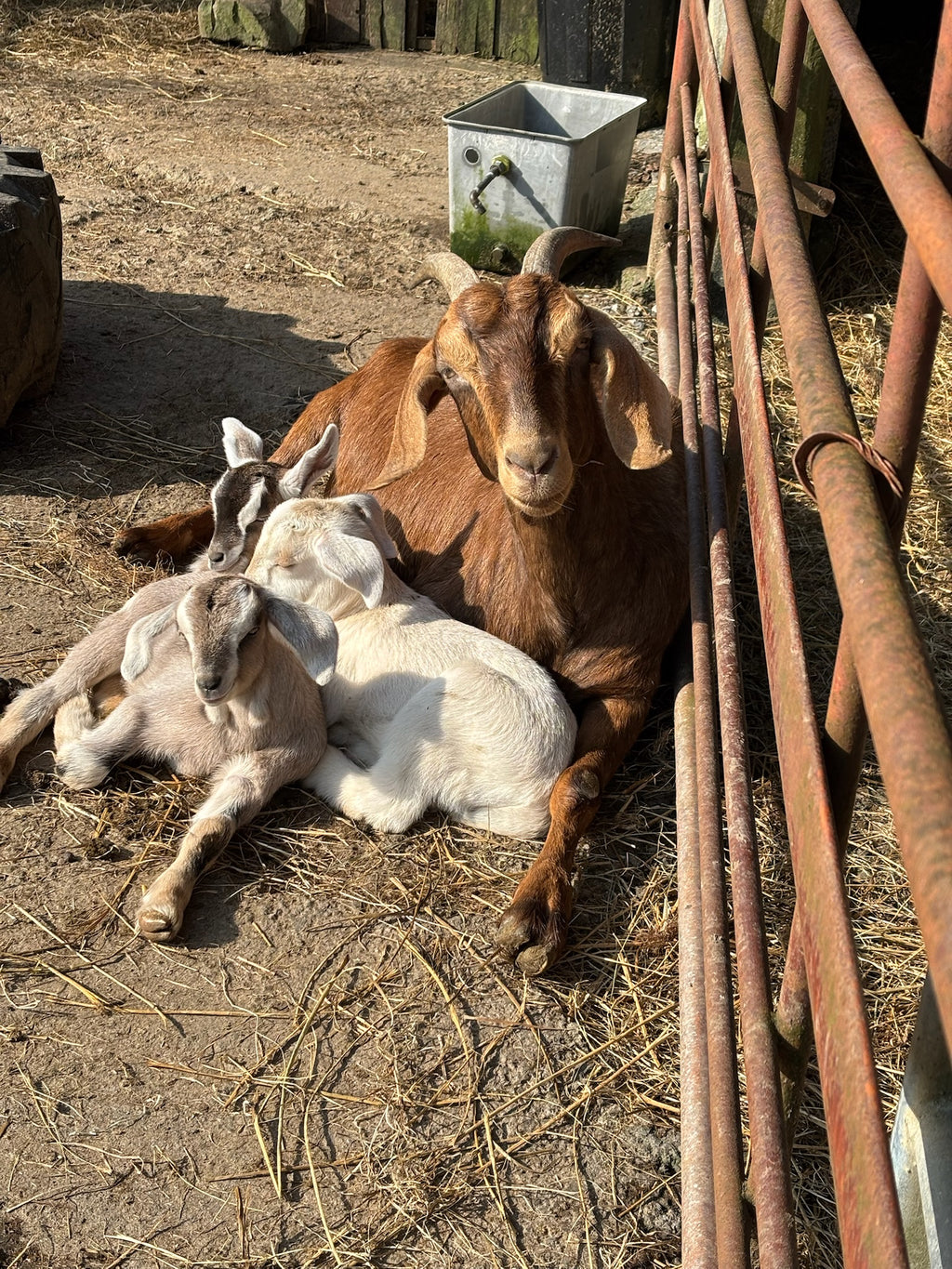 Adopt a Goat – Herd Companion