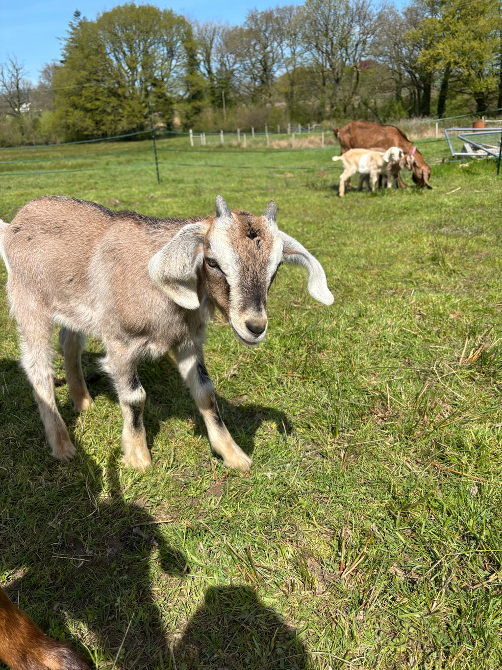 Adopt a Goat – Farm Friend