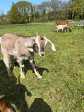 Adopt a Goat – Farm Friend