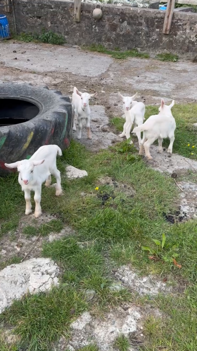 Adopt a Goat Membership